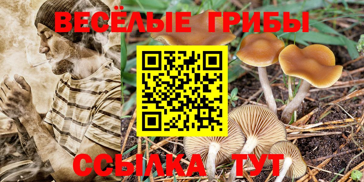 Галлюциногенные грибы Psilocybe Заволжье
