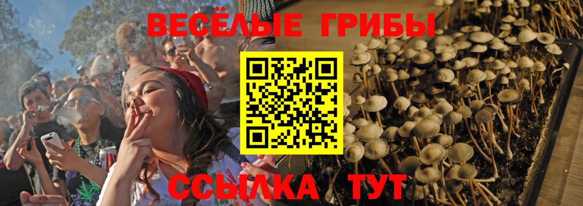 Псилоцибиновые грибы Psilocybe  Вход с VPN  Псилоцибиновые грибы мухоморы  Заволжье 